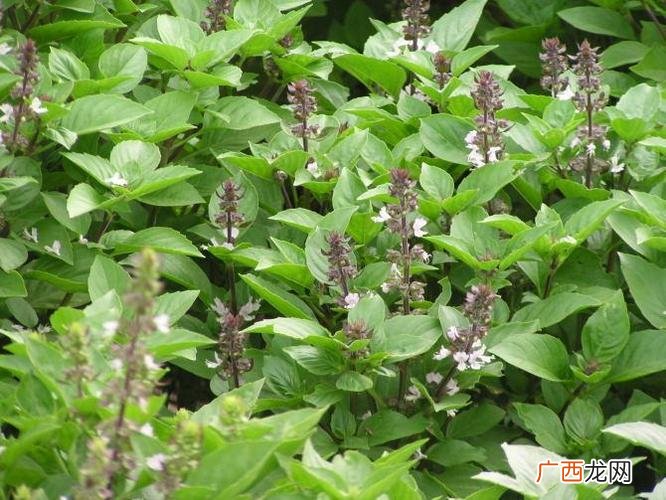 罗勒是一种怎样的植物 罗勒是什么东西
