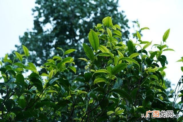 为什么真正的古树茶是很贵 古树茶属于什么茶