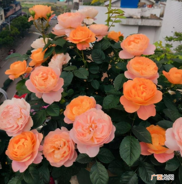 分享四个月季开完花后的修剪法则 月季花谢了从哪里剪