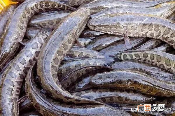 野生的黑鱼自己养殖能养活吗 黑鱼在家怎么养