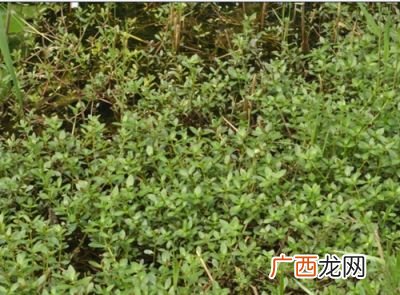 喜旱莲子草用什么除草剂清除,打空连子草的除草剂能打死局子树吗？