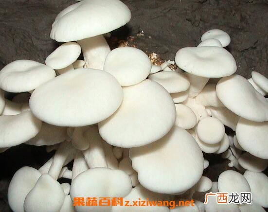 小白菇怎么做好吃,小白圆蘑菇的做法？