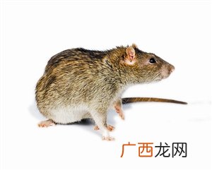 老鼠的种类,鼠的种类大全?