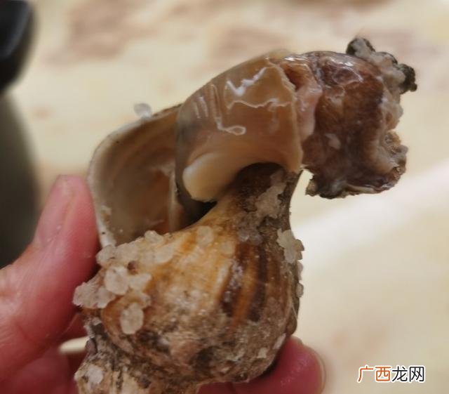 家庭盐焗花螺怎么做,盐焗油螺做法？
