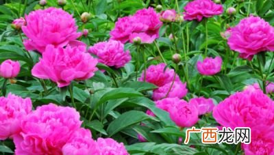 芍药是什么东西,芍药叶子为啥一直是红色？