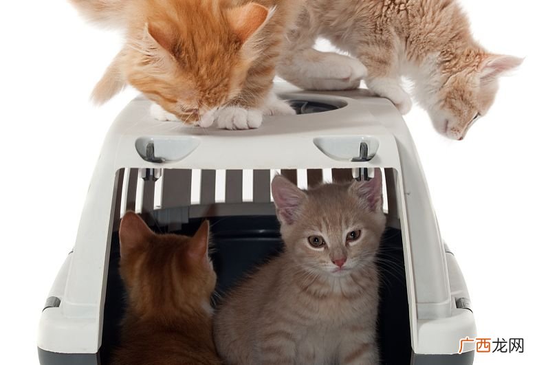 地铁可以带猫吗,地铁上可以背猫吗？