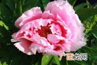 牡丹一般几月份开花,牡丹花的生长规律以及开花时间？