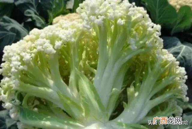花菜炒鸡蛋怎么炒,花菜炒鸡蛋怎么做？