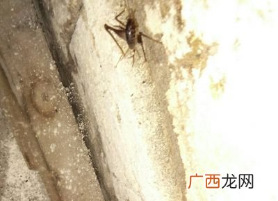 家里为什么会有灶马蟋,灶马和蝈蝈的区别？