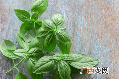 薄荷树好养吗,薄荷树可以驱壁虎吗？