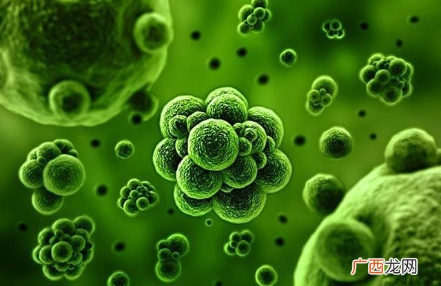 病毒和细菌是不是生物,细菌和病毒是动物还是植物？