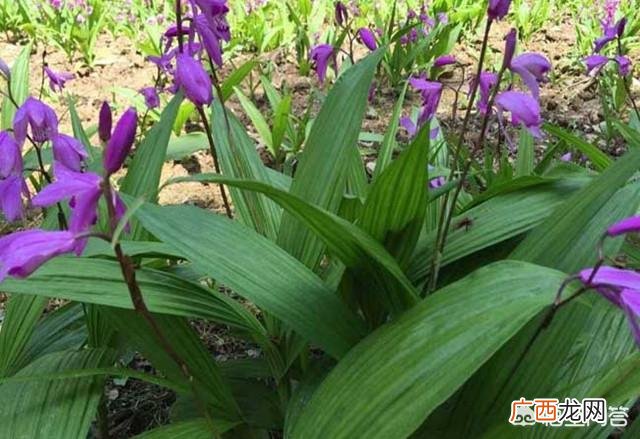 怎么样才能将白芨种子种植成功,白芨种植技术：白芨怎么种植才能高产？