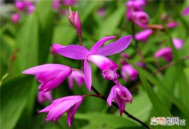 怎么样才能将白芨种子种植成功,白芨种植技术：白芨怎么种植才能高产？