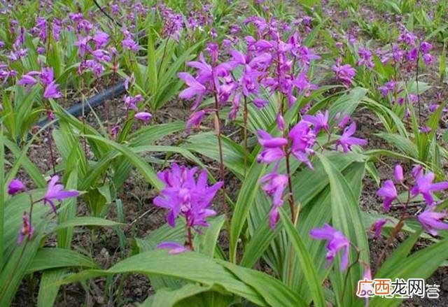 怎么样才能将白芨种子种植成功,白芨种植技术：白芨怎么种植才能高产？