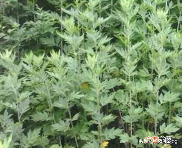 艾绒是什么,艾绒自己怎么制作？