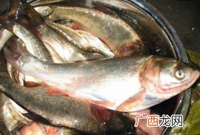 花鲢鱼怎么做好吃,花鲢的做法？