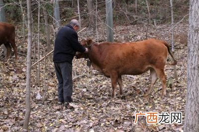 一头牛在独木桥上走打一字,独木桥上一头牛，打一字？
