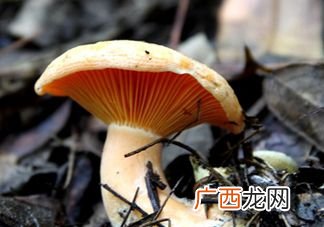 枞树菌怎么做好吃,九月香枞树菌怎么做好吃？
