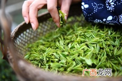 明前茶指的是什么茶,什么是春茶，明前茶，雨前茶，谷雨茶的区别？