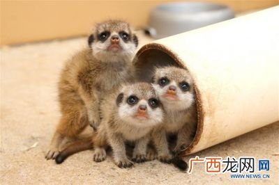 獴和猫鼬是一种动物吗,4个字不常见的动物有哪些？