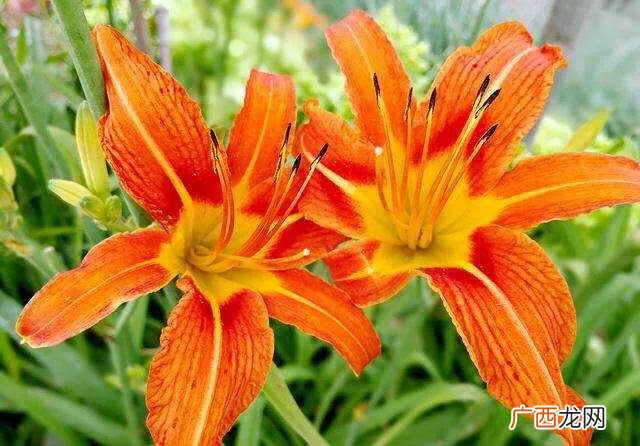 干黄花怎么炒,干黄花菜要不要焯水？