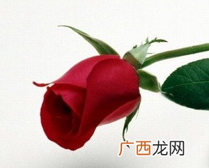 永不凋谢的玫瑰是指什么,永不凋谢的玫瑰，一文中出现两次惊讶是指什么？