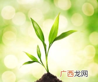 形容小草的形容词有什么,形容绿草的成语？