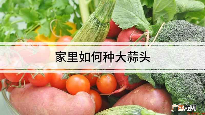 如何在家里自己种植大蒜 家里如何种大蒜头