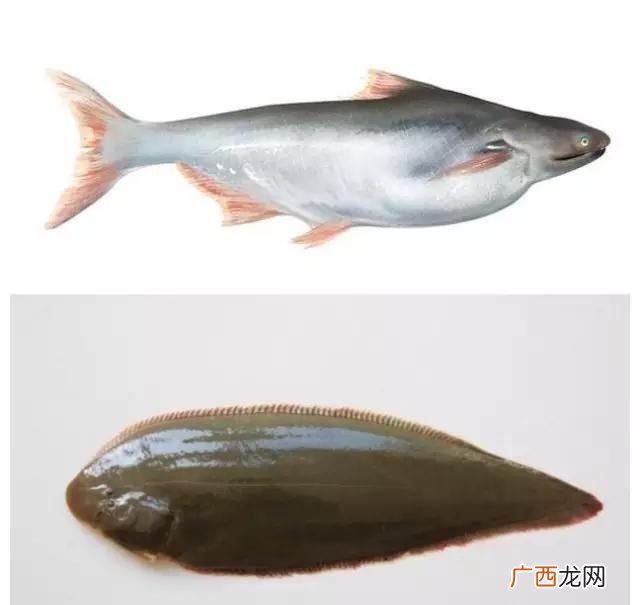 龙利鱼与巴沙鱼的区别,龙利鱼和巴沙鱼鳕鱼有什么区别？