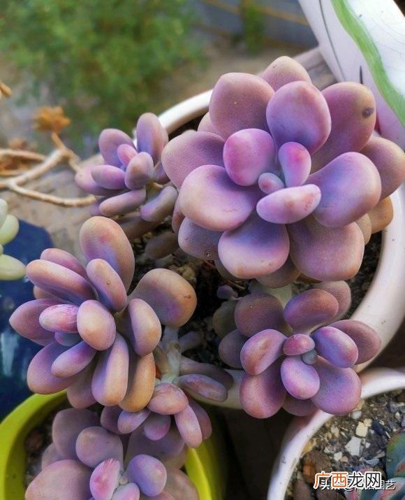 南方的花友享福，不用往家搬 多肉冬天放在外面会不会冻死