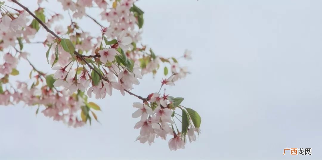 离思什么意思,“喃喃”是什么意思？