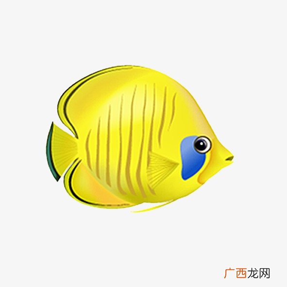 海里黄色的鱼是什么鱼,黄色的海水鱼都有哪些？