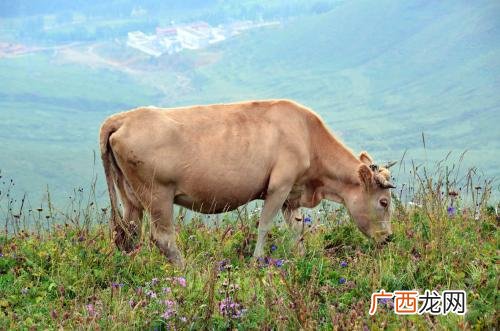 牛的反刍现象是什么,牛吃东西有什么现象？
