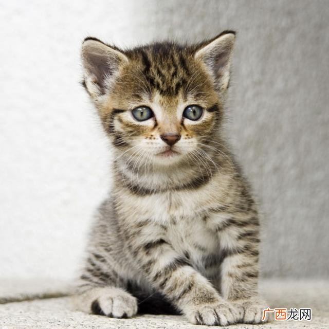 猫咪有鼻涕怎么办,猫咪流绿色鼻涕该喂什么药？