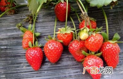 草莓的产地分布有哪些,草莓蓝莓都长在中国哪里?