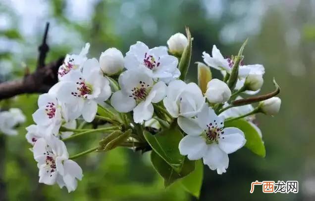 梨花象征着什么,梨花象征什么精神？