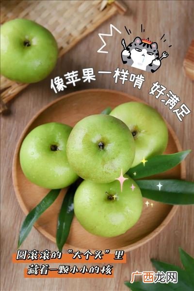 如何种苹果枣,苹果枣品种介绍？