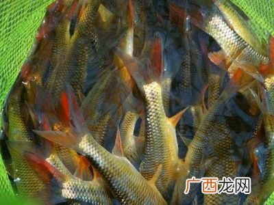 红尾鱼怎么做好吃,丹江红尾鱼做法？