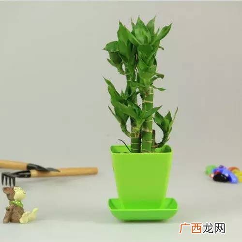 荷花竹怎么养,荷花竹为什么养5支？