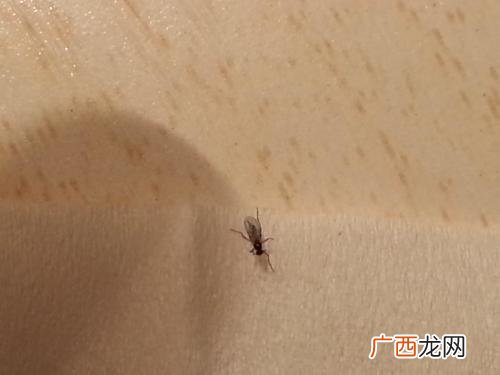 家里有很多黑色小飞虫怎么办,墙面出现黑色的小飞虫怎么办？