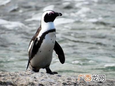 非洲有企鹅吗,南极企鹅一般在南极洲的哪个位置?