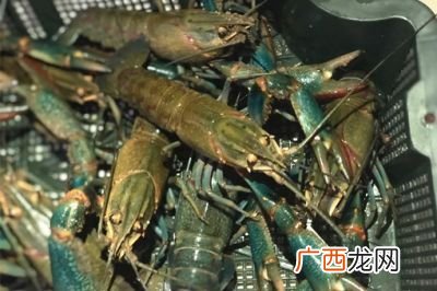 淡水小龙虾好养吗,家里小孩子要养淡水小龙虾，怎么养才能不会死又长的大？