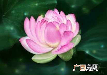莲有哪些象征意义,莲花的寓意与含义？