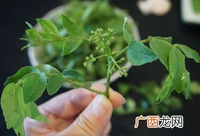 花椒树芽怎么做好吃,花椒尖儿怎么吃？