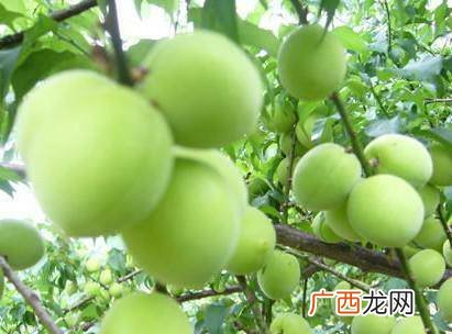 酸梅是什么水果,青梅煮酒论英雄中的“青梅”是什么水果？