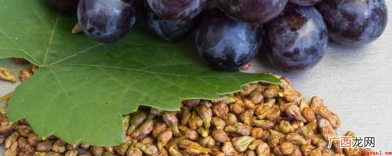 维护皮肤、养颜美容、消化道、保护胃粘膜 葡萄籽的功效与作用