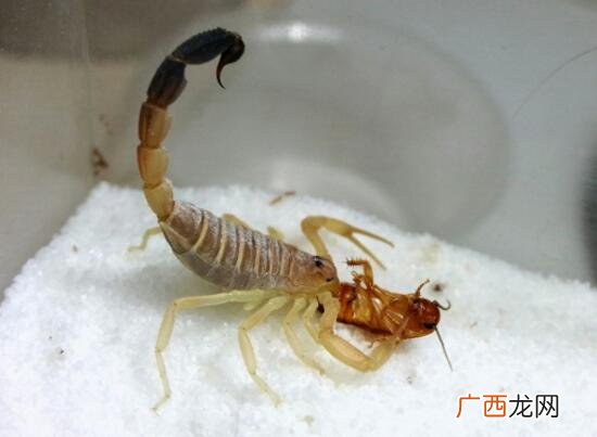 马陆虫的天敌,如何防治马陆？