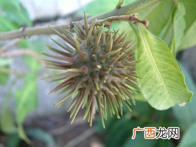 带刺的果子,刺么果什么样?