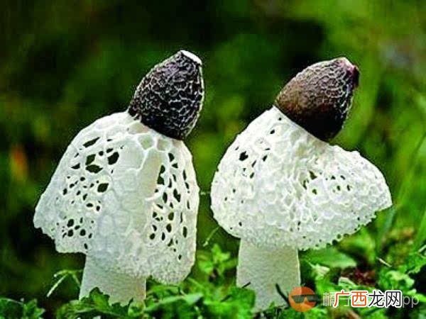 竹荪怎么吃,竹笙怎么吃？