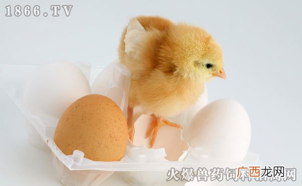 小鸡怎么孵化,如何孵化小鸡？